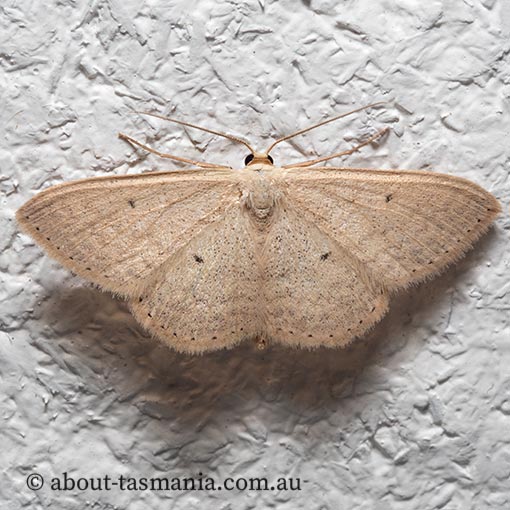 Scopula optivata, Geometridae, moth, Tasmania