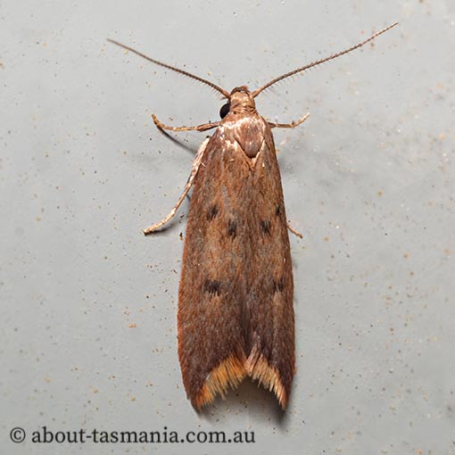 Tachystola acroxantha, Chezala group, Oecophoridae, Tasmania, moth