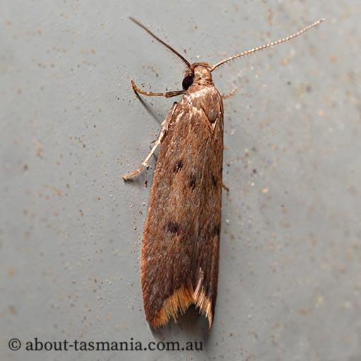 Tachystola acroxantha, Chezala group, Oecophoridae, Tasmania, moth