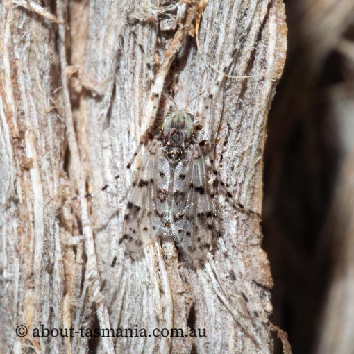 Ablabesmyia notabilis, Chironomidae, Tasmania