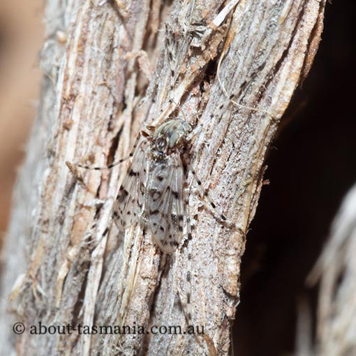 Ablabesmyia notabilis, Chironomidae, Tasmania
