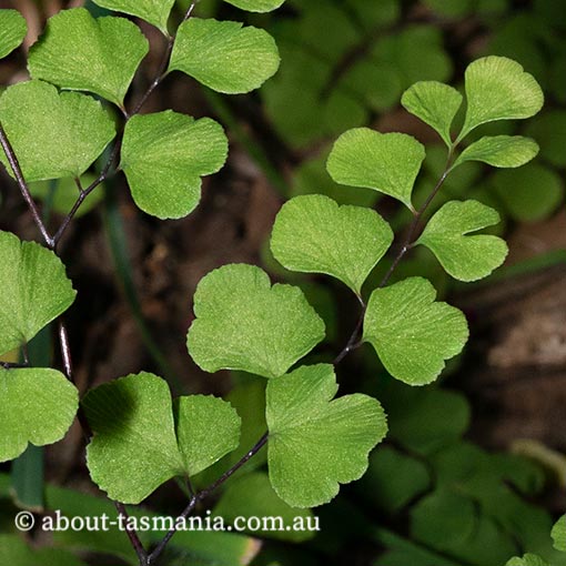 Adiantum aethiopicum, Maiden hair fern, Tasmania