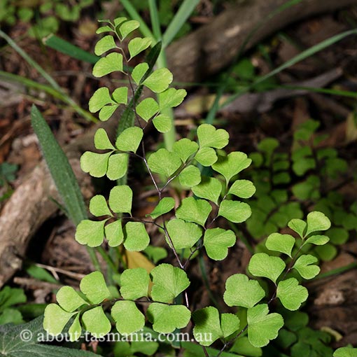 Adiantum aethiopicum, Maiden hair fern, Tasmania