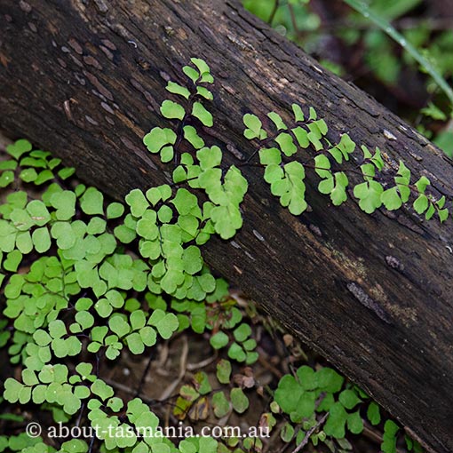 Adiantum aethiopicum, Maiden hair fern, Tasmania