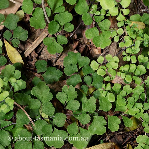 Adiantum aethiopicum, Maiden hair fern, Tasmania