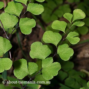 Adiantum aethiopicum