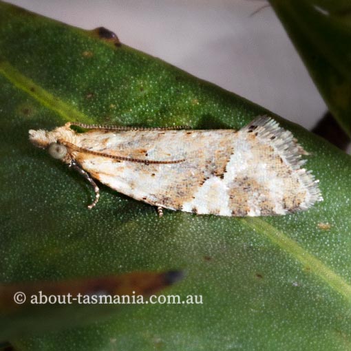 Capua euphona, Tortricidae, moth, Tasmania