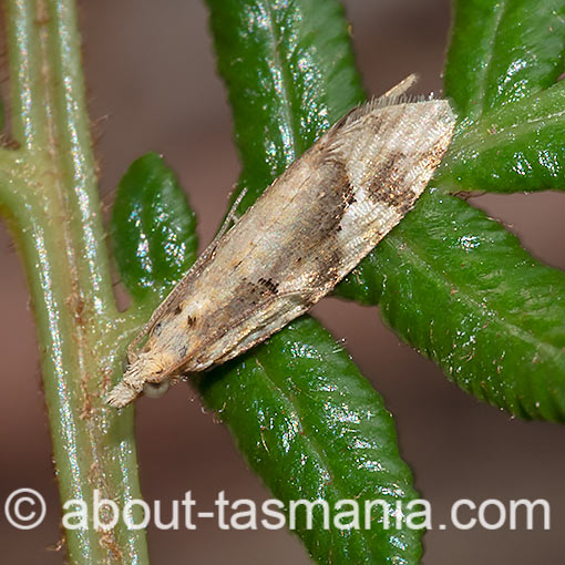 Capua euphona, Tortricidae, moth, Tasmania