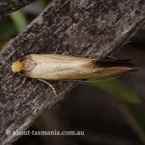 Edosa ochranthes, Tineidae, Tasmania, moth