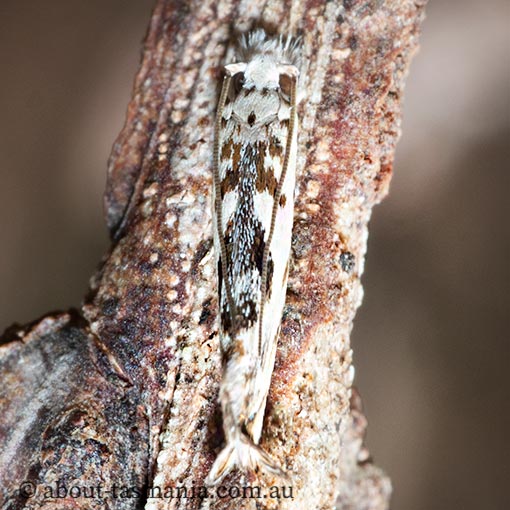 Erechthias mystacinella, Tineidae, Tasmania, moth