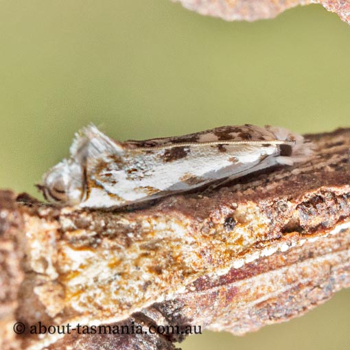 Erechthias mystacinella, Tineidae, Tasmania, moth
