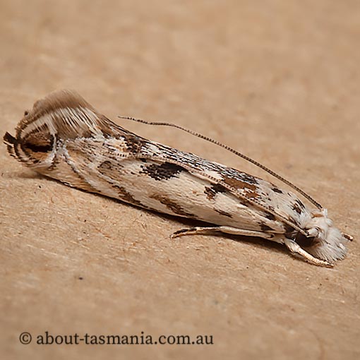 Erechthias mystacinella, Tineidae, Tasmania, moth