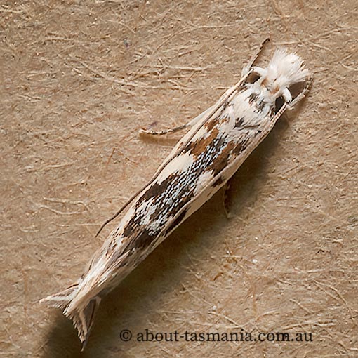 Erechthias mystacinella, Tineidae, Tasmania, moth