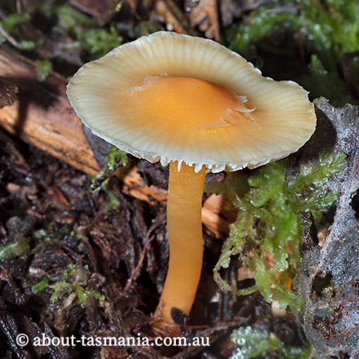 Hygrocybe aurantiopallens, Tasmania, fungi