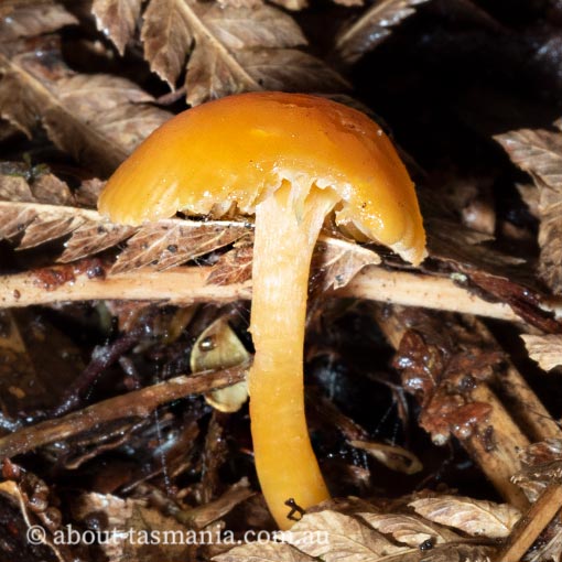 Hygrocybe aurantiopallens, Tasmania, fungi