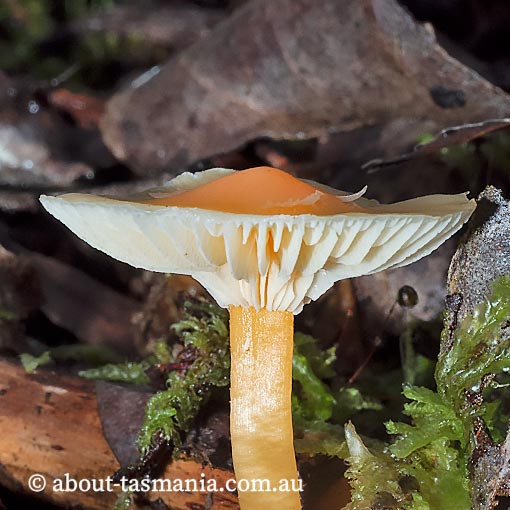 Hygrocybe aurantiopallens, Tasmania, fungi