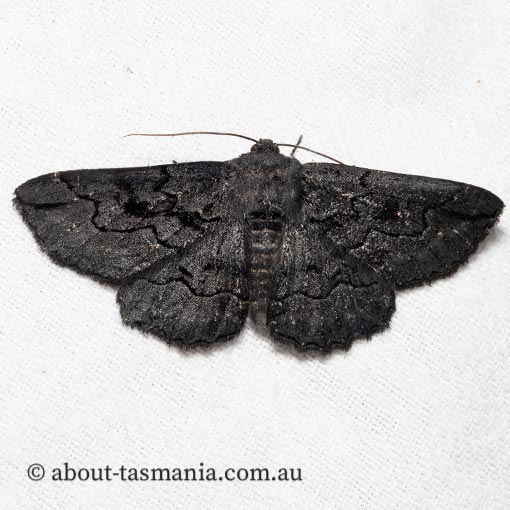 Melanodes anthracitaria, Geometridae, Tasmania, moth