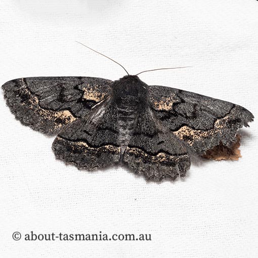 Melanodes anthracitaria, Geometridae, Tasmania, moth