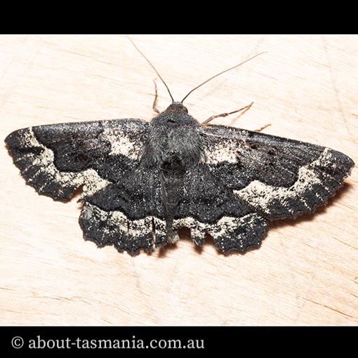 Melanodes anthracitaria, Geometridae, Tasmania, moth