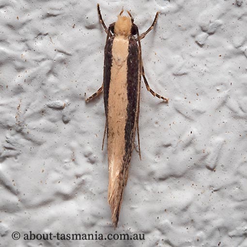 Monopis crocicapitella, Tineidae, Tasmania, moth