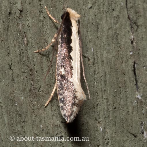 Monopis ethelella, Tineidae, Tasmania, moth