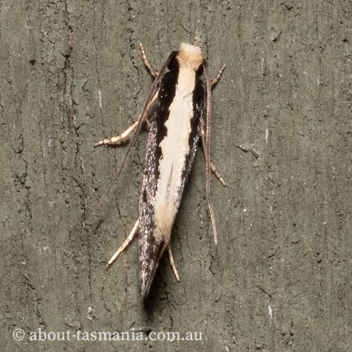 Monopis ethelella, Tineidae, Tasmania, moth