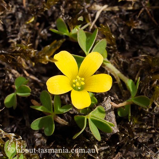 Oxalis perennans, Grassland woodsorrel, Tasmania