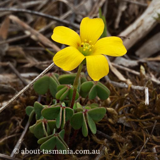 Oxalis perennans, Grassland woodsorrel, Tasmania