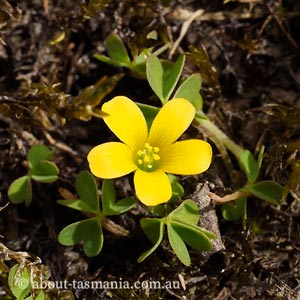 Oxalis perennans