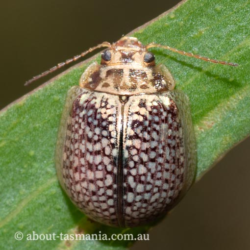 Leaf Beetle, Paropsisterna decolorata, Tasmania