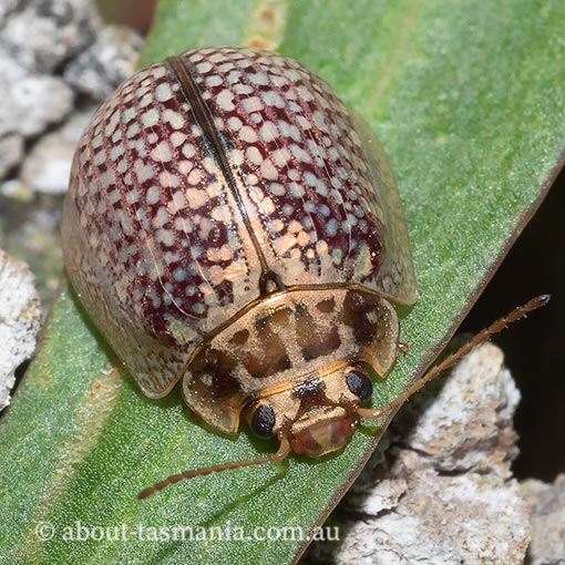 Leaf Beetle, Paropsisterna decolorata, Tasmania