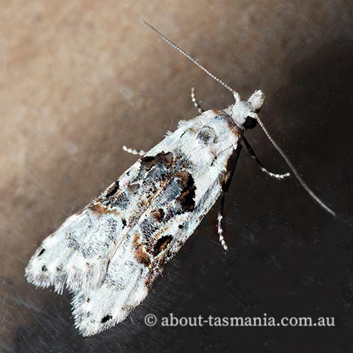 Sosineura mimica, Carposinidae, Tasmania, moth