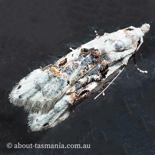 Sosineura mimica, Carposinidae, Tasmania, moth