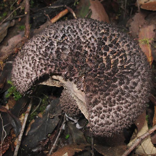 Strobilomyces aff. strobilaceus, Tasmania, fungi