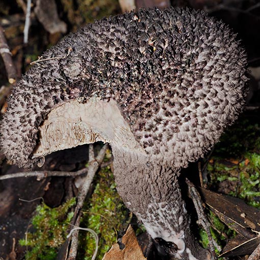 Strobilomyces aff. strobilaceus, Tasmania, fungi