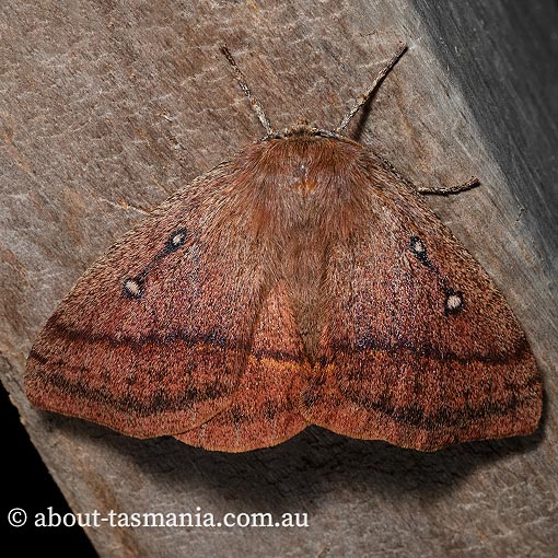 Anthela connexa, Anthelidae, Tasmania, moth