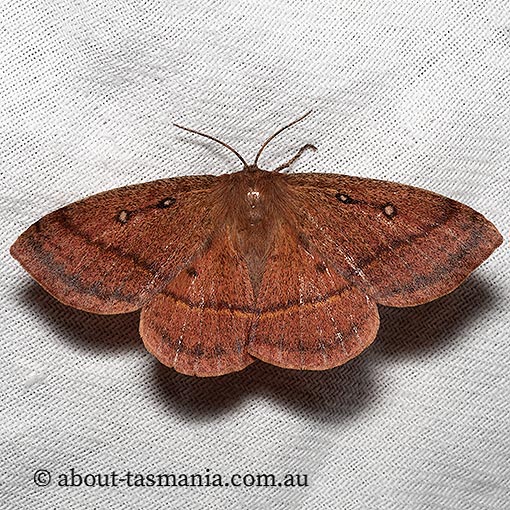 Anthela connexa, Anthelidae, Tasmania, moth