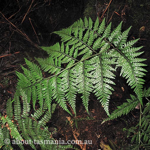 Asplenium appendiculatum, ground spleenwort, Tasmania, fern