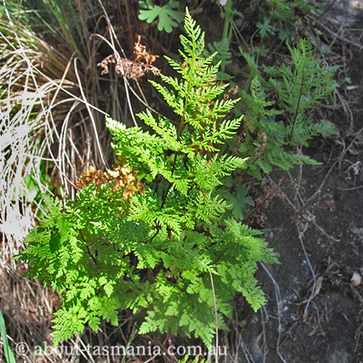 Cheilanthes austrotenuifolia, Tasmania, fern