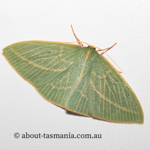 Chlorocoma carenaria, Geometridae, Tasmania, moth