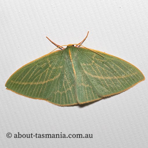 Chlorocoma carenaria, Geometridae, Tasmania, moth