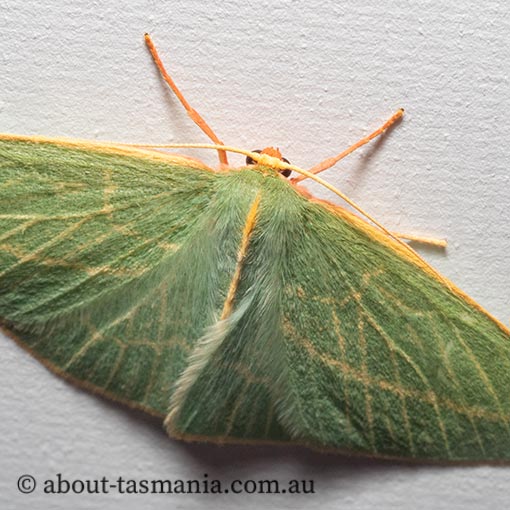 Chlorocoma carenaria, Geometridae, Tasmania, moth