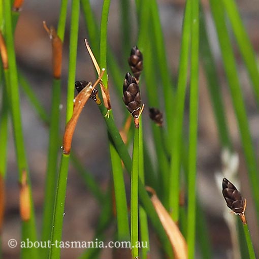 Chordifex monocephalus, cord rush, Tasmania