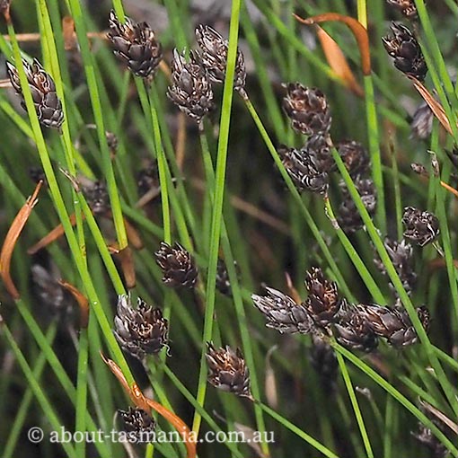 Chordifex monocephalus, cord rush, Tasmania