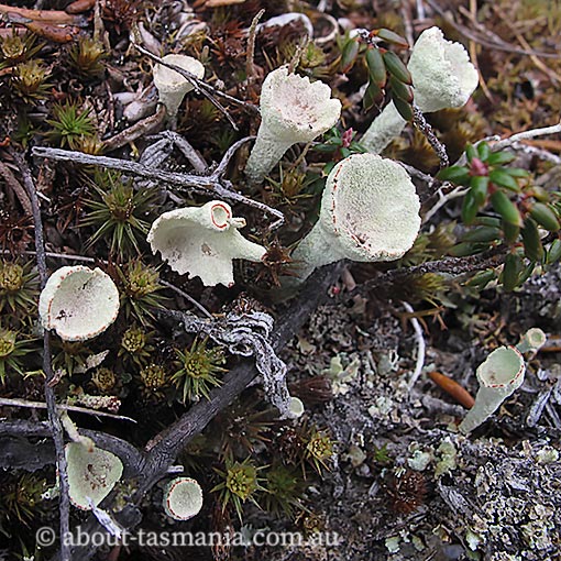 Cladonia pleurota, red-fruited pixie cup, lichen, Tasmania