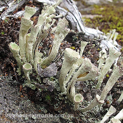 Cladonia pleurota, red-fruited pixie cup, lichen, Tasmania