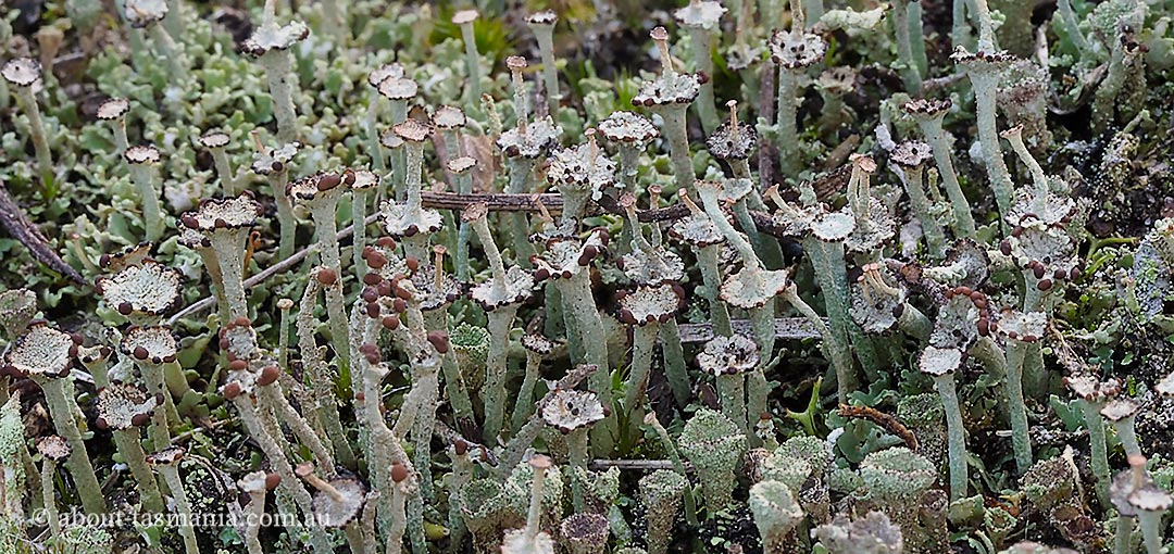 Cladonia sp., lichen, Tasmania