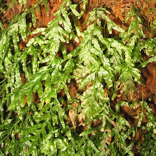 Crepidomanes-venosum Crepidomanes venosum, Bristly filmy fern, Tasmania
