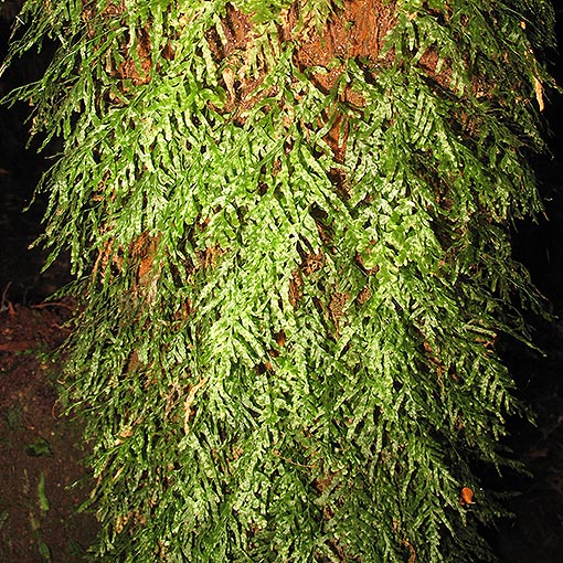 Crepidomanes-venosum2 Crepidomanes venosum, Bristly filmy fern, Tasmania