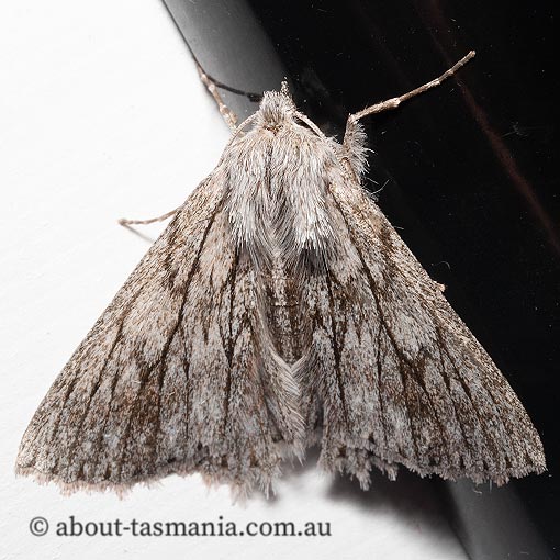 Cyneoterpna wilsoni, Geometridae, Tasmania, moth